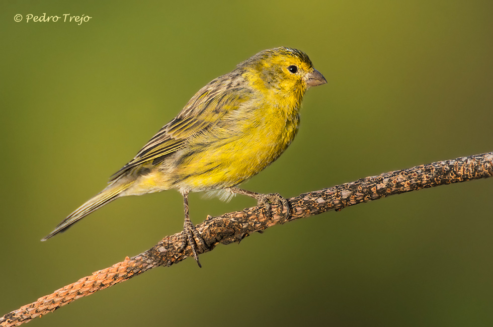 Canario (Serinus canaria)